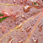 rot