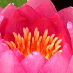 rot