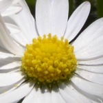weiß