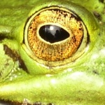 Frosch
