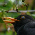 Amsel im Kirschbaum