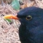 Amsel