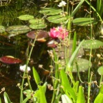 Gartenteich