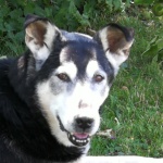 Codo, der Hund des Hauses