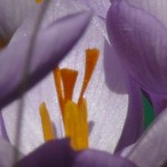 Krokus