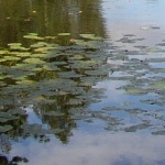 Riedlehrpfad