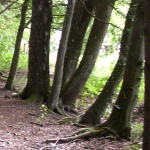Riedlehrpfad