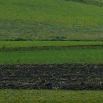 Baum