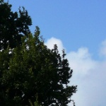 Baum