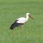 Storch