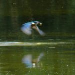 Eisvogel