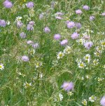 Blumenwiese