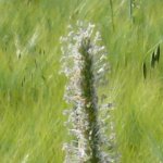 Blumenwiese