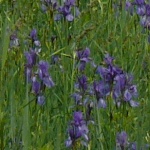 Eriskirch