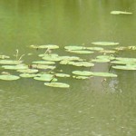 Weiher