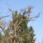 Krauchenwies
