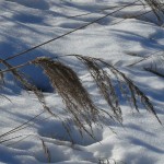 Schilf im Schnee