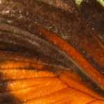 im Schmetterlingshaus
