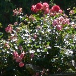 italienischer Rosengarten
