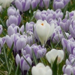 Krokuswiese