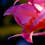 Orchidee