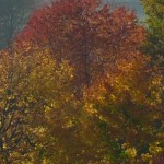 herbstliche Laubfärbung