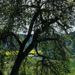 Baum
