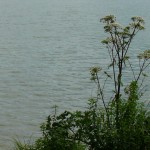 Wagenhauser Weiher